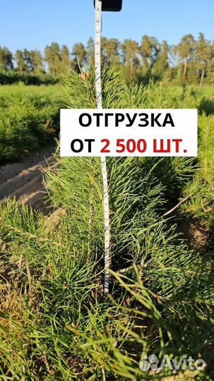 Саженцы ели окс