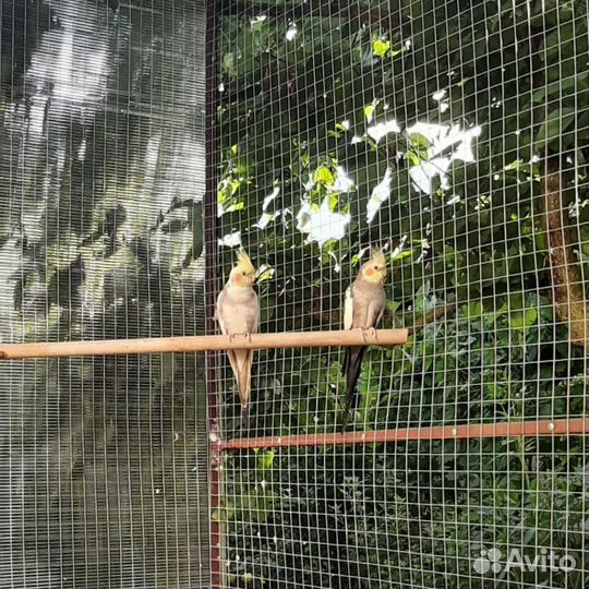 Продается пара корелл