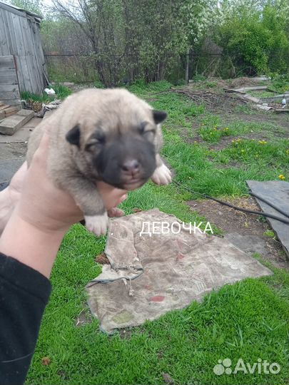 Отдам щенят в добрые руки