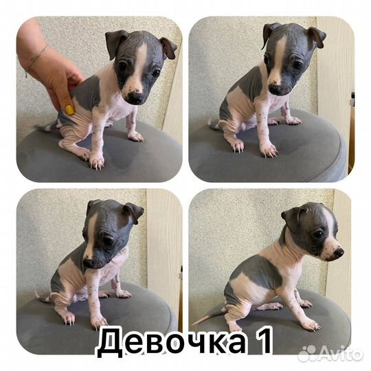 Американский голый терьер щенки