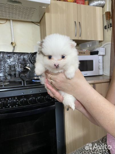Собака