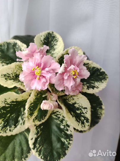 Фиалка листики