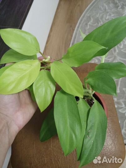 Филодендроны