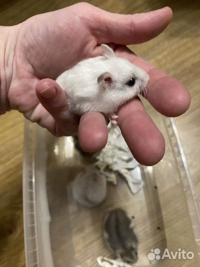 Джунгарский хомяк (питомник янтарный хомяк)