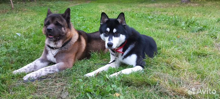 Красота для ваших собак