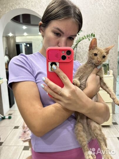 Кот сфинкс браш