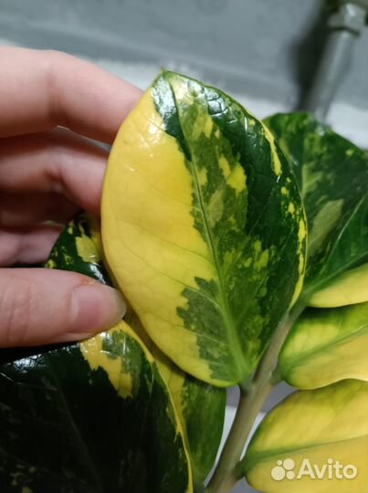 Замиокулькас вариегатный zamofolia