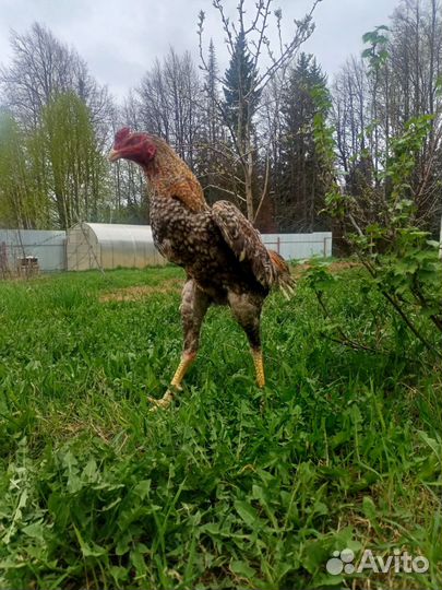Бойцовский петух О-шамо