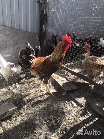 Молодые петушки