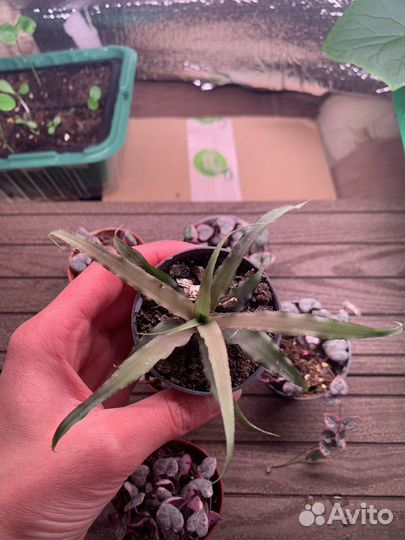 Криптантус