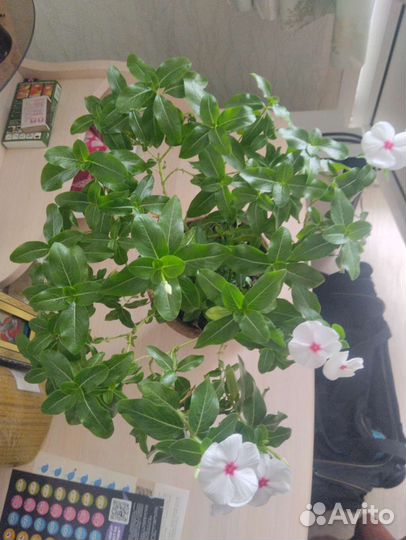 Растения для дома и офиса