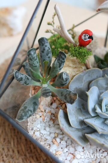 Флорариум кактусы