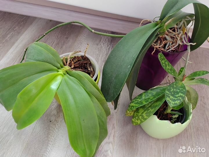 Орхидеи лотом 3 штуки