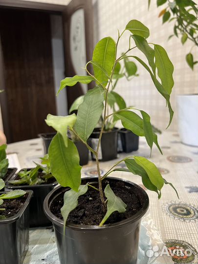 Бенджамина фикус