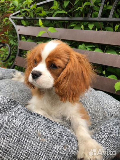 Кавалер кинг чарльз спаниель девочка