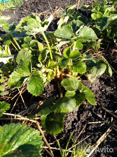 Саженцы клубники черный принц, Купчиха, Азия