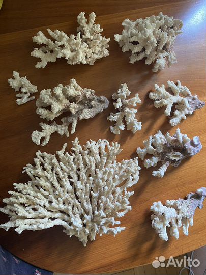 Кораллы для аквариума