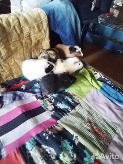 Морские свинки