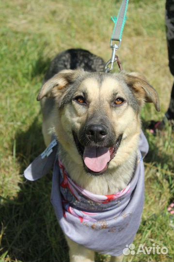 Собака Брусничка надеется на удачу