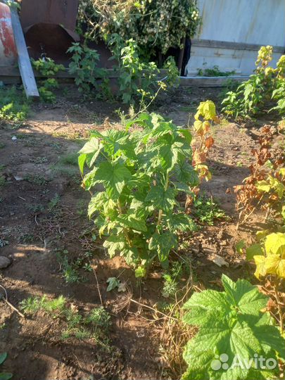 Саженцы элитной черной сморлдины крупной