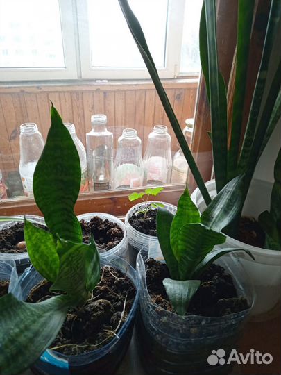 Сансевиерия