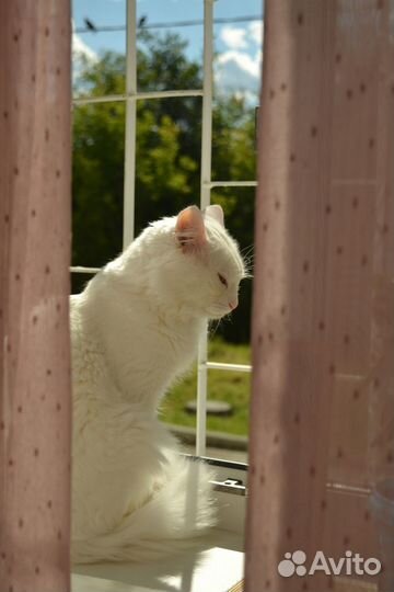 Отдадим кота