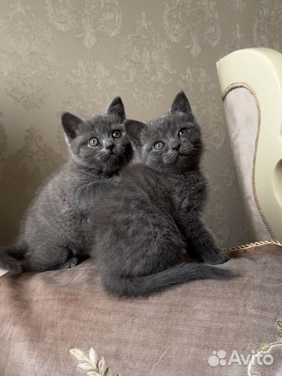 Котята