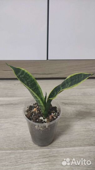 Сансевиерия футура суперба, манолин