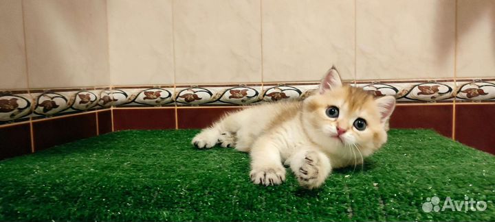 Золотая зеленоглазая шиншилла девочка