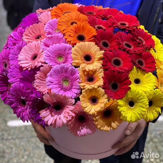 Герберы с Доставкой по городу. Свежие Герберы