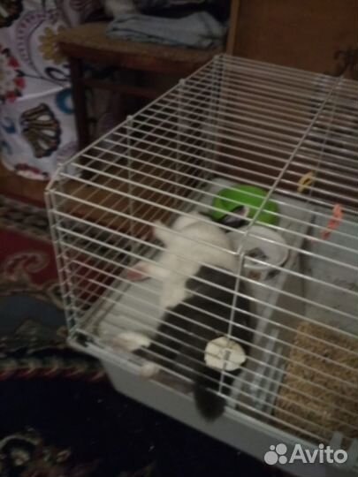 Клетка для кролика большая