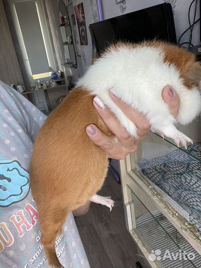 Морская свинка тедди мальчик