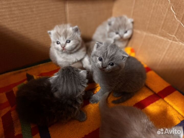 Шотландская