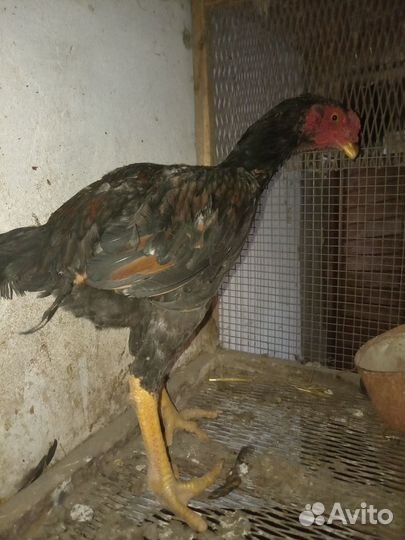 Бойцовые петухи