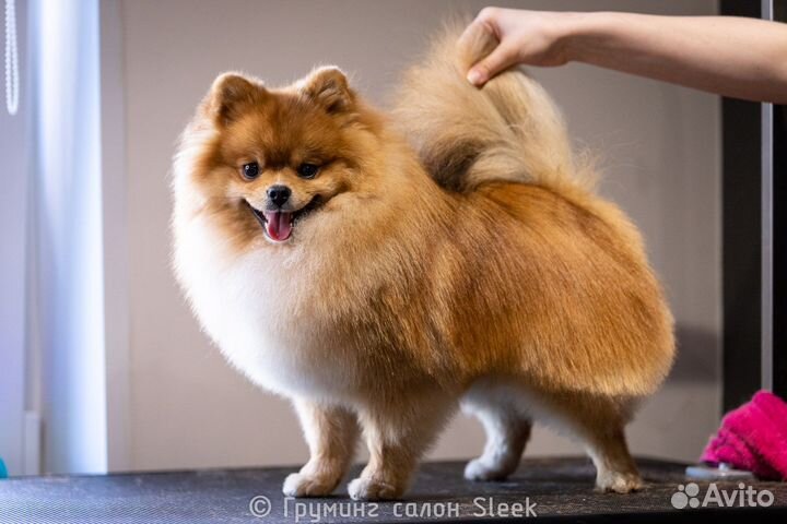 Груминг, модель на стрижку