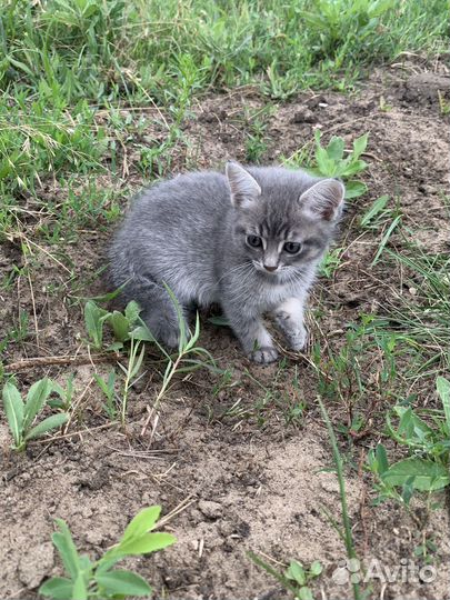 Котик в добрые руки