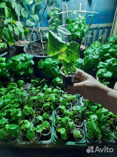 Бегония глуар де лоррен