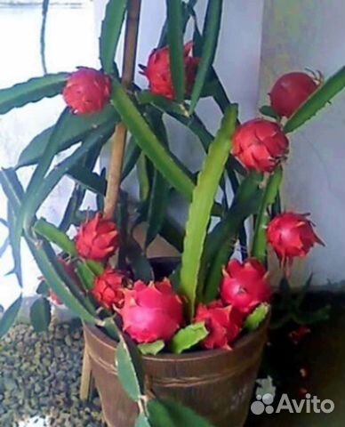 Кактус Питахайя