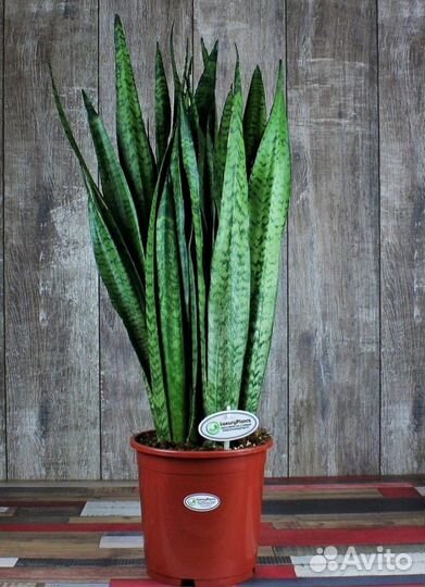 Сансевиерия щучий хвост