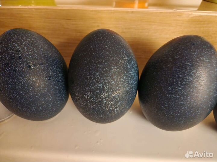 Яйцо страуса для поделок или сувенир