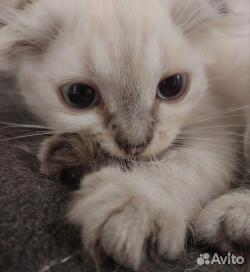 Отдам в добрые руки