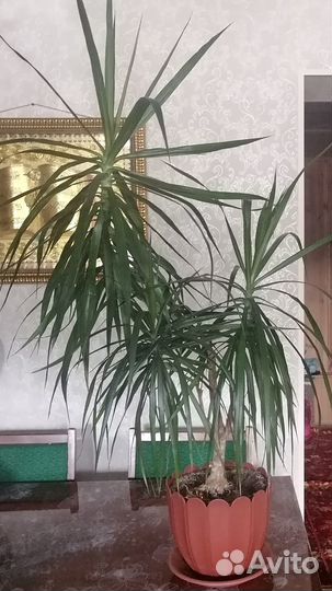 Драцена комнатная