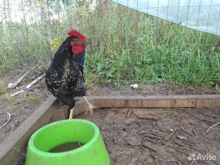 Цыплята подрощенные и молодые петушки