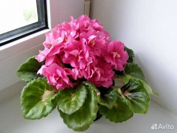 Сортовые фиалки мини