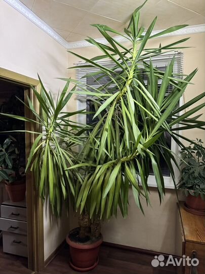 Дерево Юкка