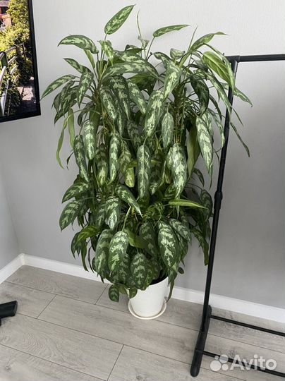 Аглаонема огромный цветок