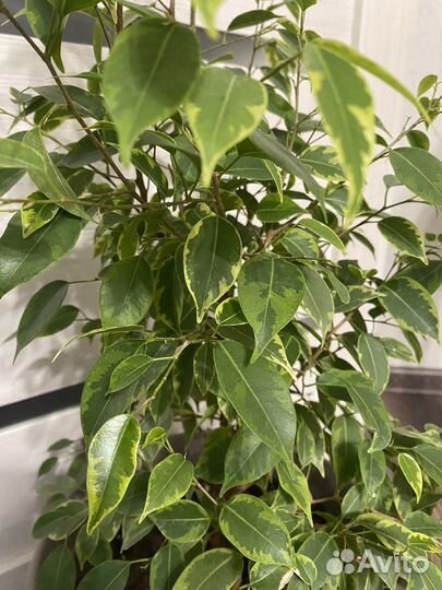 Фикус бенджамина кинки