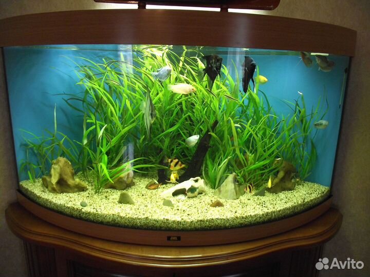 Обслуживание Аквариума Чистка