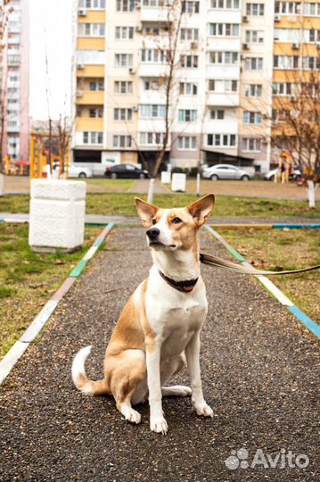Собака в добрые руки отдам бесплатно