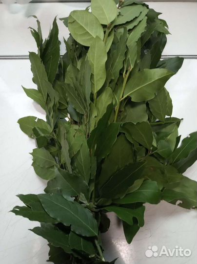 Лавровый лист,специи Абхазии